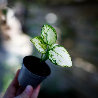 Aglaonema ’Snowflake’