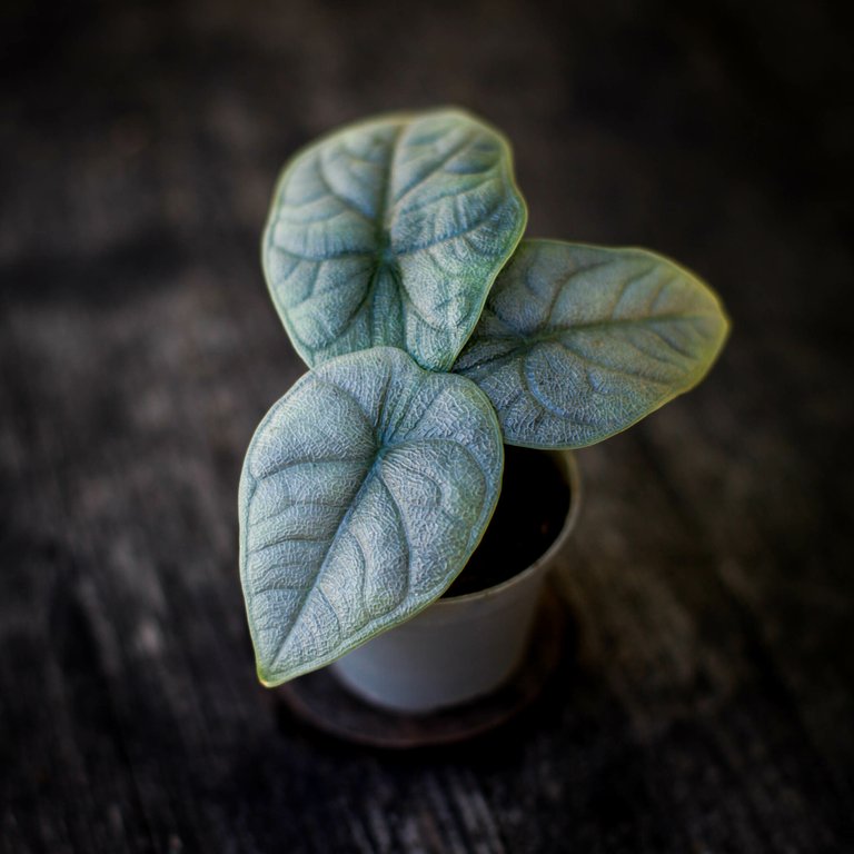Alocasia Melo 6 cm