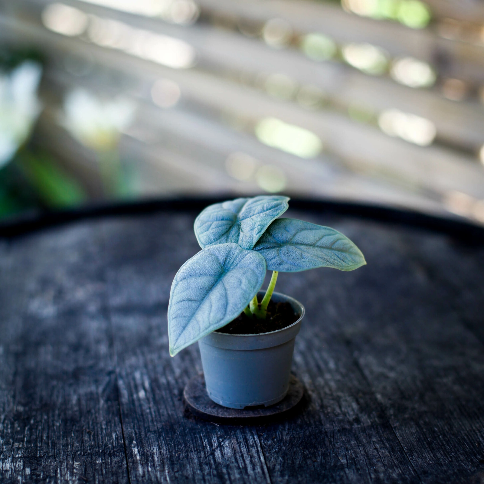 Alocasia Melo med tjocka och tydligt strukturerade blad