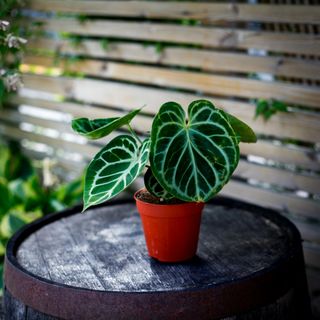 RÄDDA MIG! Anthurium crystallinium 'Silver Blush'