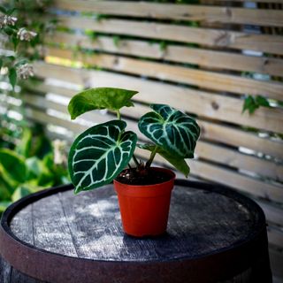 RÄDDA MIG! Anthurium crystallinium 'Silver Blush'