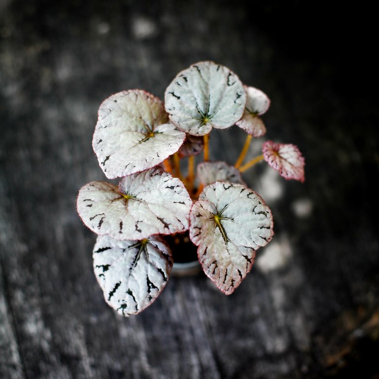 Begonia rex 'Chayo' 6 cm