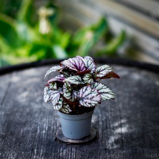 Begonia rex 'Hugh McLauchlan'