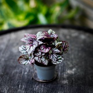 Begonia rex 'Hugh McLauchlan'