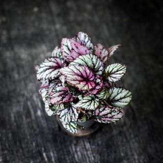 Begonia rex 'Hugh McLauchlan'