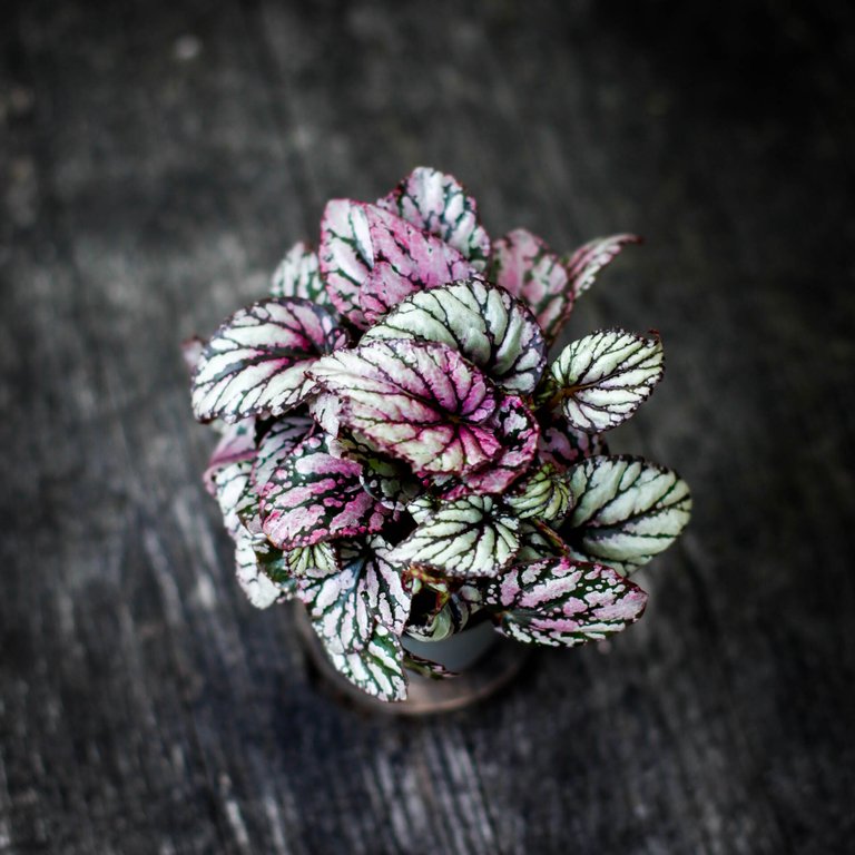 Begonia rex 'Hugh McLauchlan' 6 cm