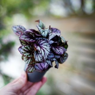 Begonia rex 'Hugh McLauchlan'