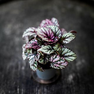 Begonia rex 'Hugh McLauchlan'