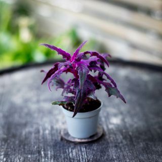 Gynura 'Purple Passion' 6 cm - Sammetsblad