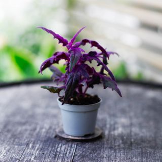 Gynura 'Purple Passion' 6 cm - Sammetsblad