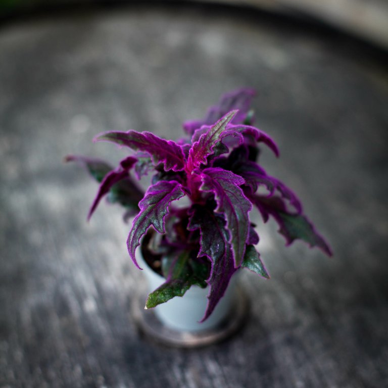 Gynura 'Purple Passion' - Sammetsblad 6 cm