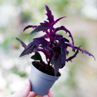 Gynura 'Purple Passion' 6 cm - Sammetsblad