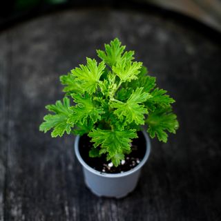 Pelargonium 'Citronella'