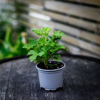Pelargonium 'Citronella'