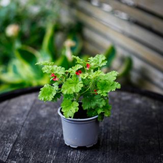 Pelargonium 'Concolour Lace'