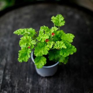 Pelargonium 'Concolour Lace'
