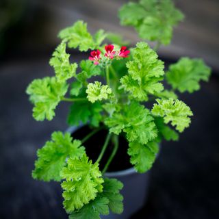 Pelargonium 'Concolour Lace'