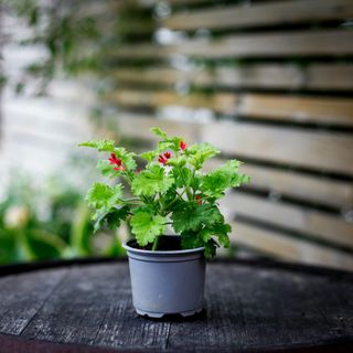 Pelargonium 'Concolour Lace'