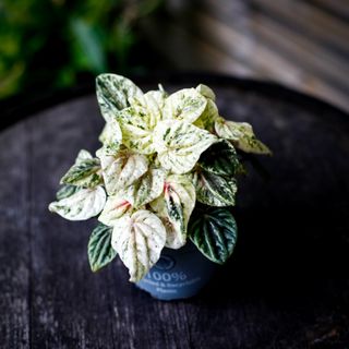 Peperomia 'Helios' 12 cm