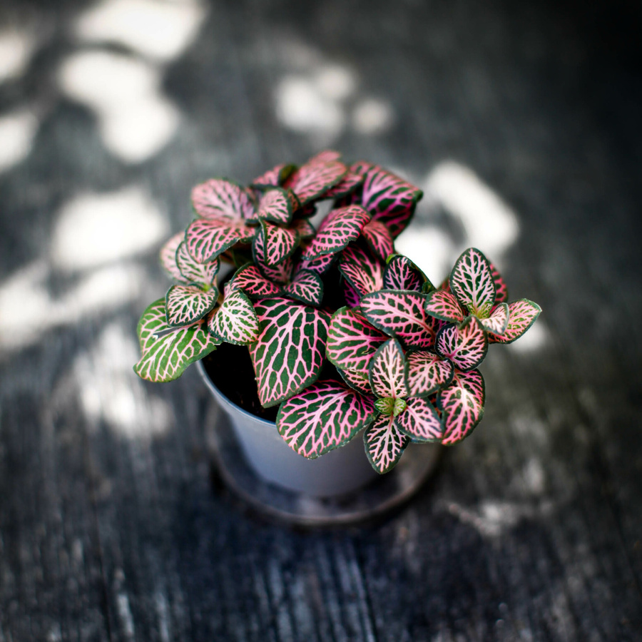Fittonia Red Angel Pink