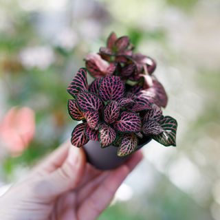 Fittonia 'Red Angel Pink'