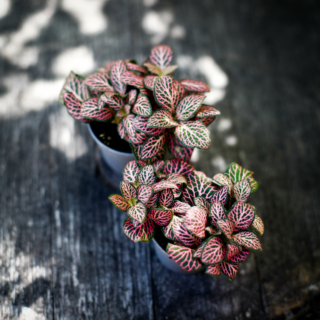 Fittonia Red Angel Pink i terrarium