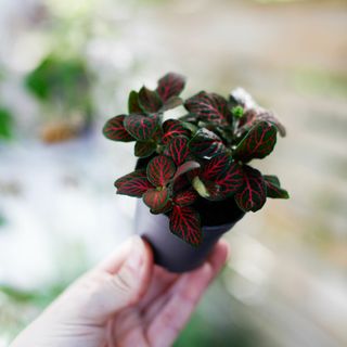 Fittonia 'Joly Josan Red'