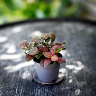Fittonia 'Joly Josan Red'