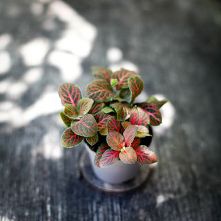 Fittonia 'Joly Josan Red'