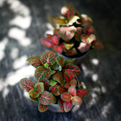 Fittonia Joly Josan Red med r&ouml;da bladnerver