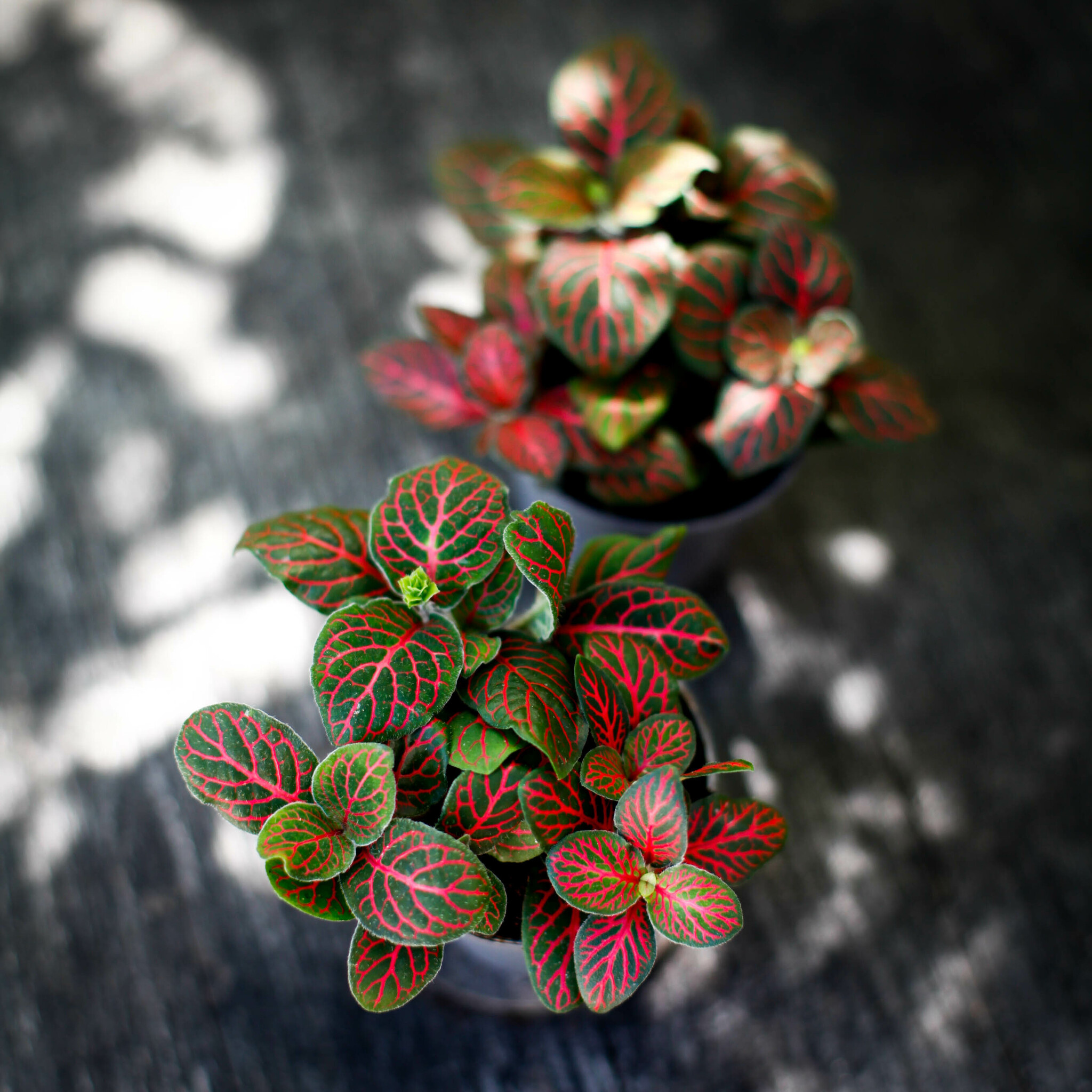 Fittonia Joly Josan Red med mörkgröna blad och röda nerver