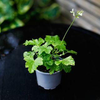 Pelargonium 'Creamery'