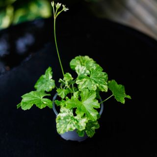 Pelargonium 'Creamery'