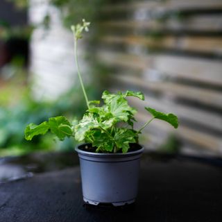 Pelargonium 'Creamery'