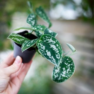 Scindapsus 'Argyraeus'