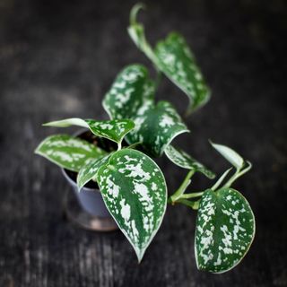 Scindapsus 'Argyraeus'