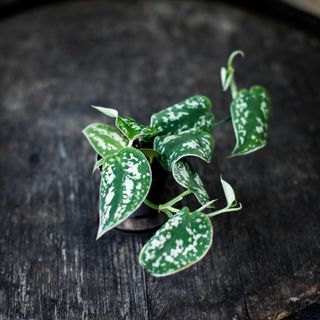 Scindapsus 'Argyraeus'