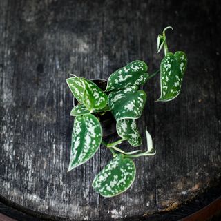 Scindapsus 'Argyraeus'