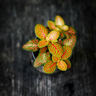 Fittonia 'Skeleton'