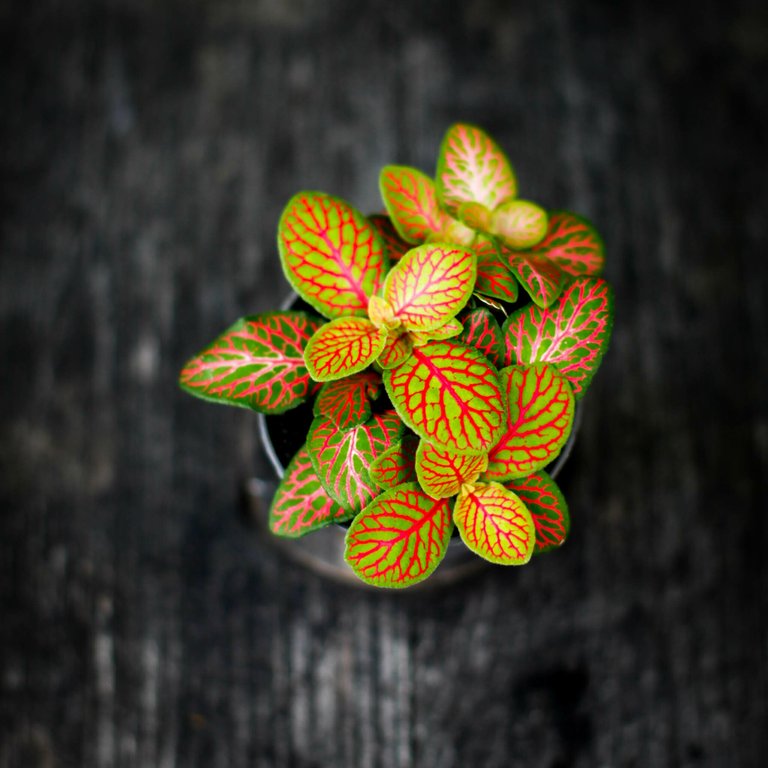 Fittonia 'Skeleton' 7 cm