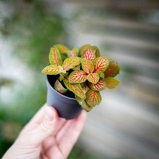 Fittonia 'Skeleton'