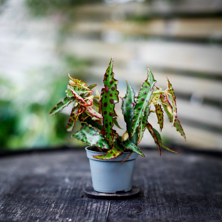 Begonia Amphioxus 6 cm