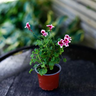 Pelargonium 'Quantock Star'