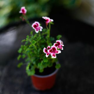 Pelargonium 'Quantock Star'