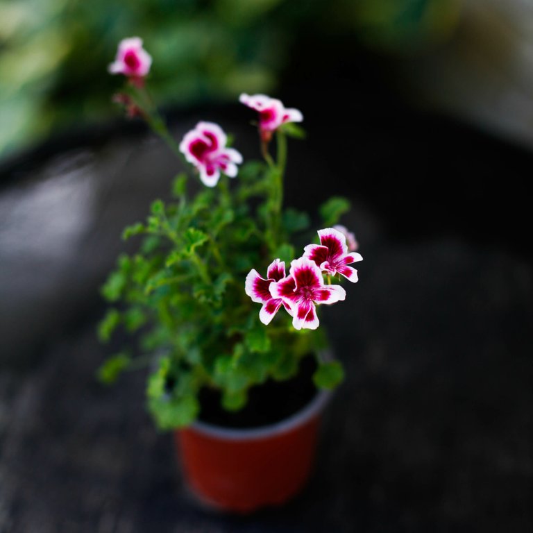 Pelargonium 'Quantock Star' 8 cm