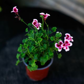 Pelargonium 'Quantock Star'