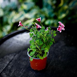 Pelargonium 'Quantock Star'