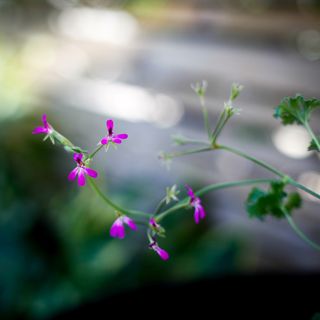 Pelargonium x. 'Lavender Lad'
