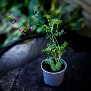 Pelargonium x. 'Lavender Lad'