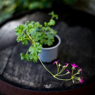 Pelargonium x. 'Lavender Lad'